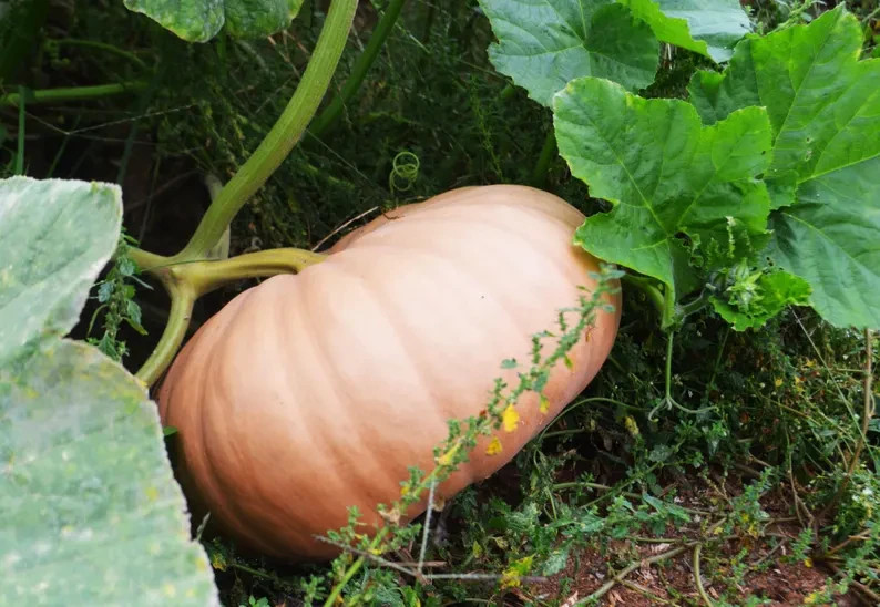 10 Long Island Cheese Pumpkin Seeds. Organic. USA Seeds. Ships free