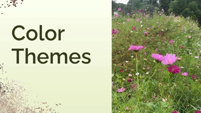 Wildflower Mixed Seeds for Partial Shade – 120,000+ Seeds, Attracts Pollinators,