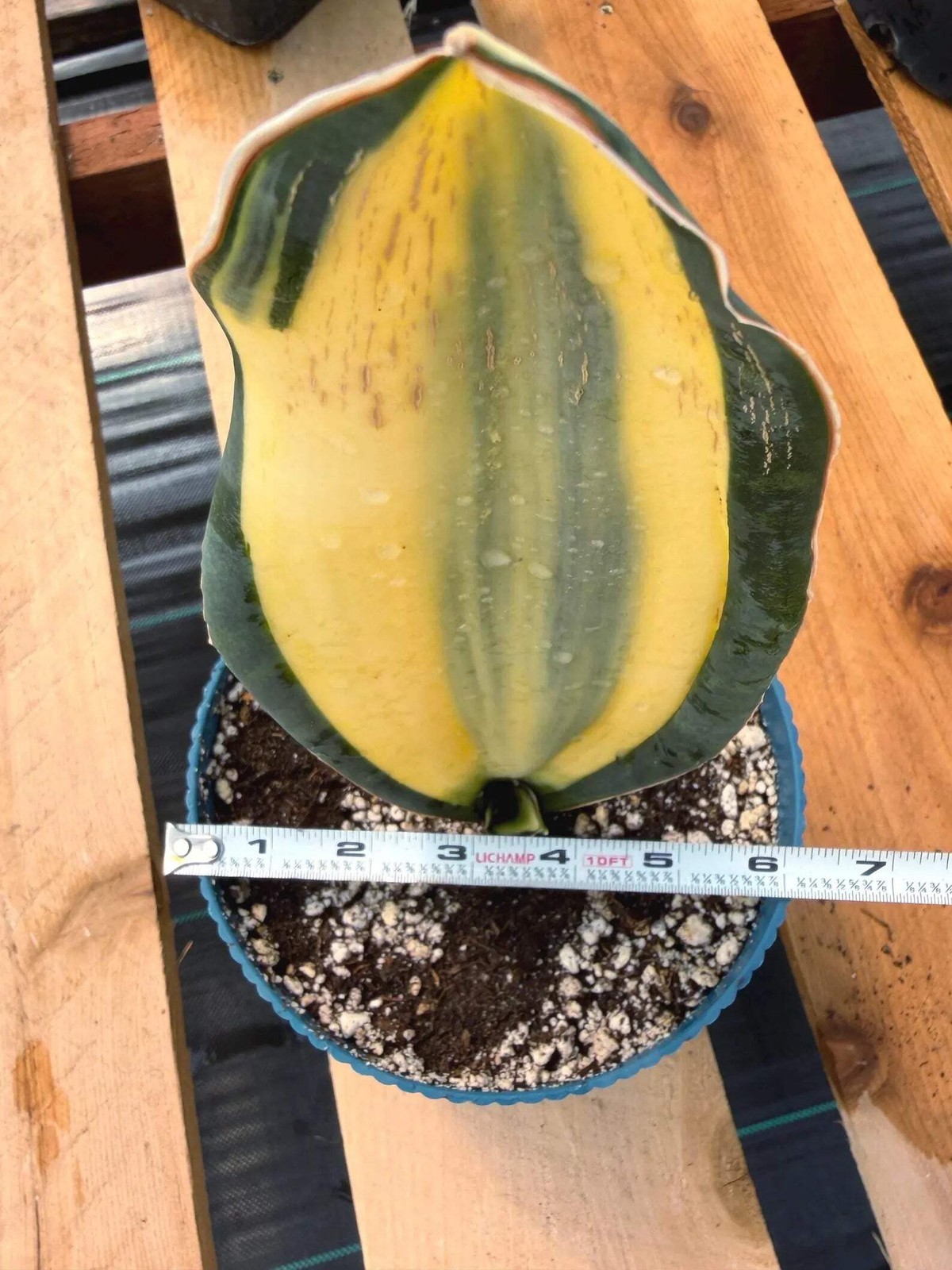 Variegated Sansevieria Whale Fin | Rare Snake Plant | Easy Care Live Houseplant