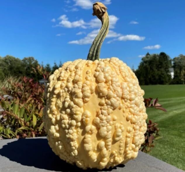 Yellow Warty Popcorn Knucklehead Pumpkin Seeds Heirloom decoration & editable