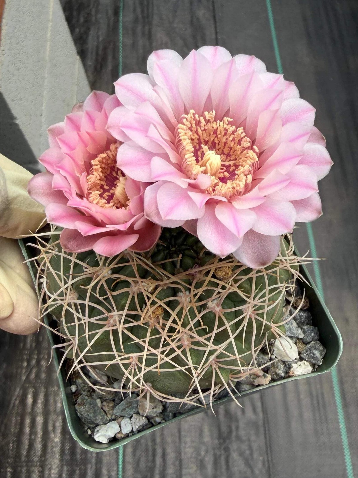 Gymnocalycium Golden Spine | Rare Seed Grown Live Cactus Plant