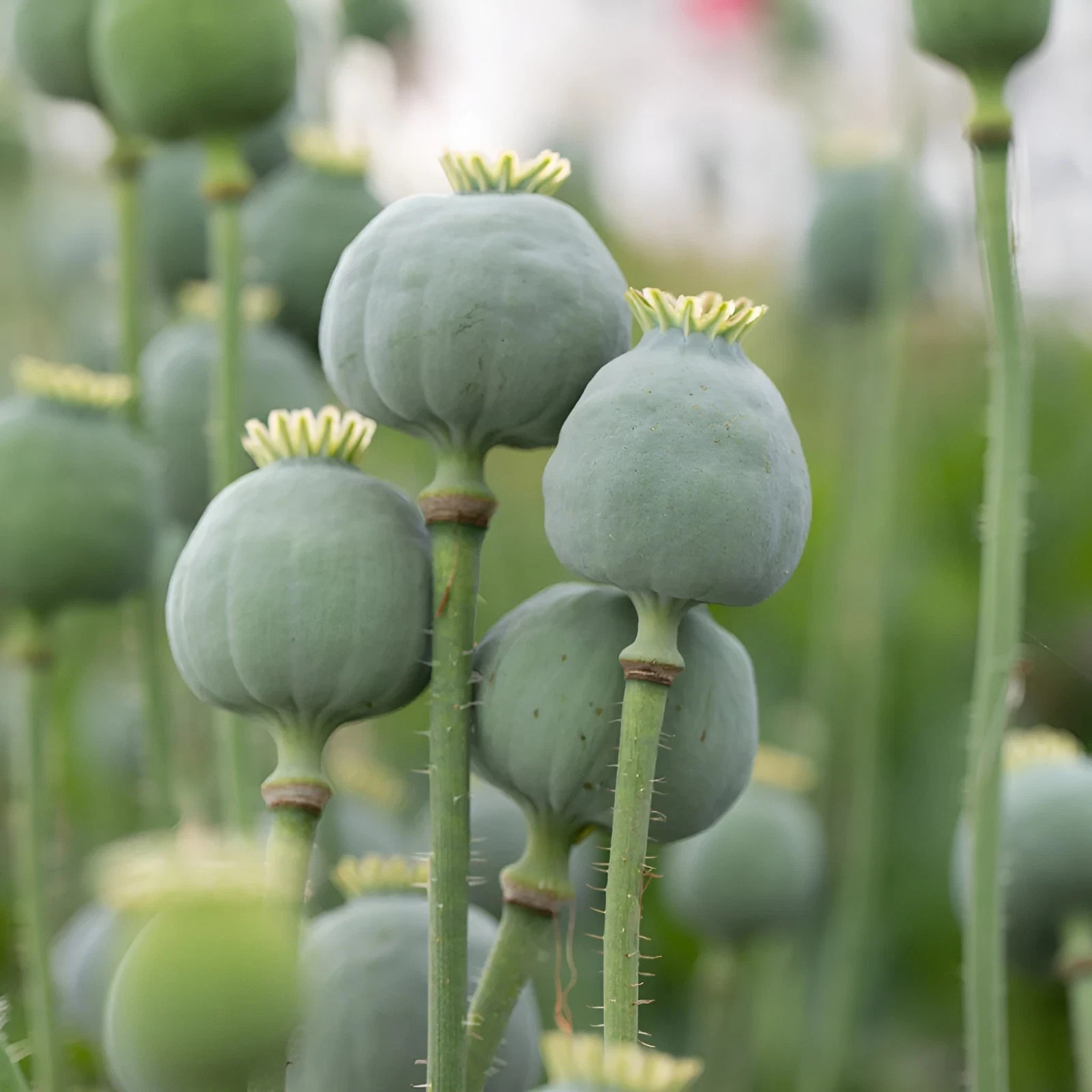 8000+ Giant Rattle Poppy Seeds – P. Somniferum – Massive Seed Heads&Huge Blooms