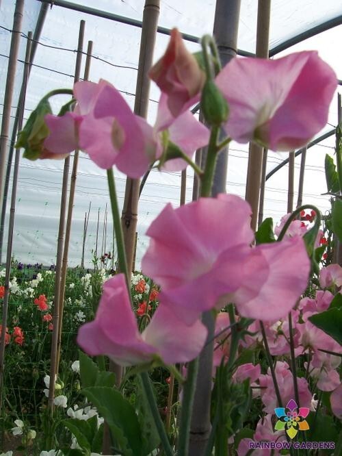 50+ Solstice Light Pink Sweet Pea Seeds for Garden – USA – FREE SHIPPING!