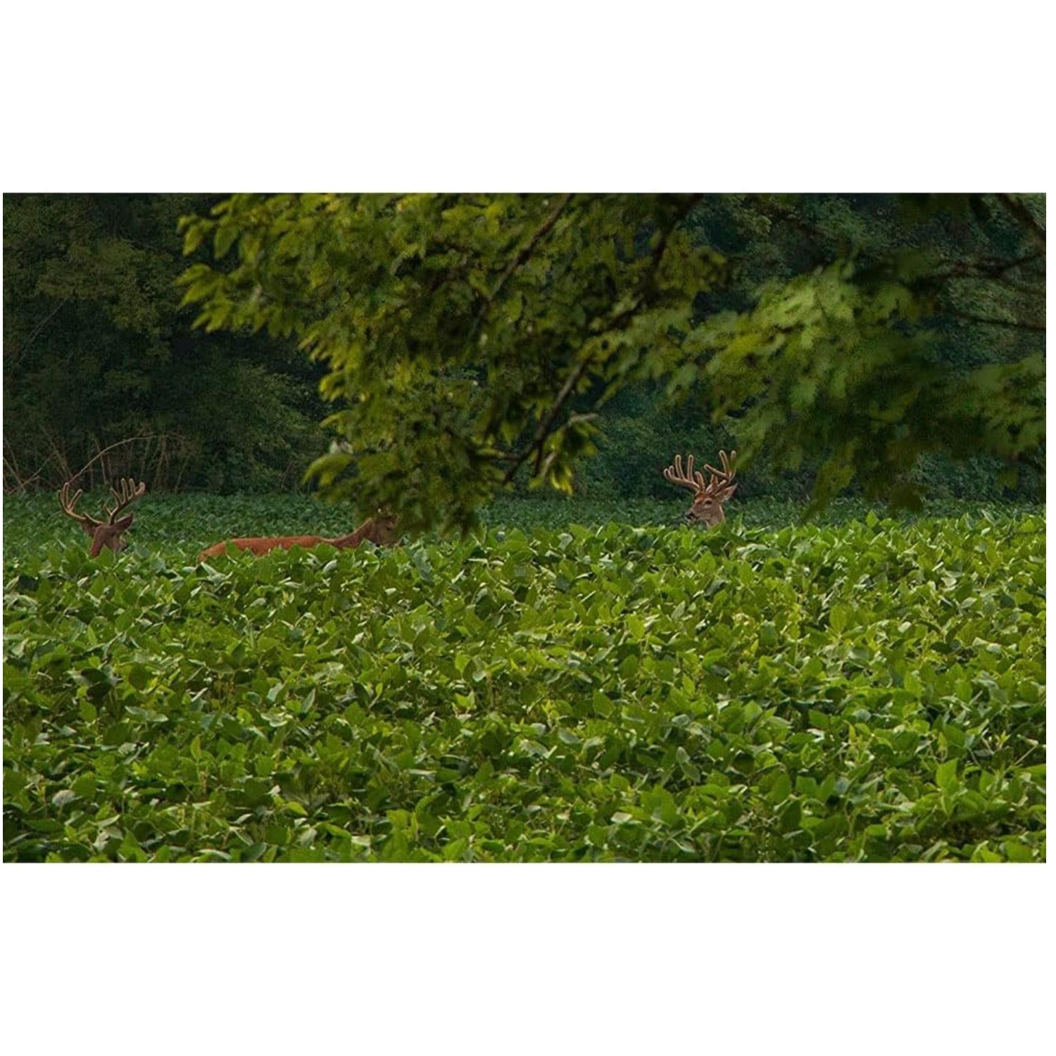 Nutritious & Delicious Deer Food Plot Seeds, 5 lbs`