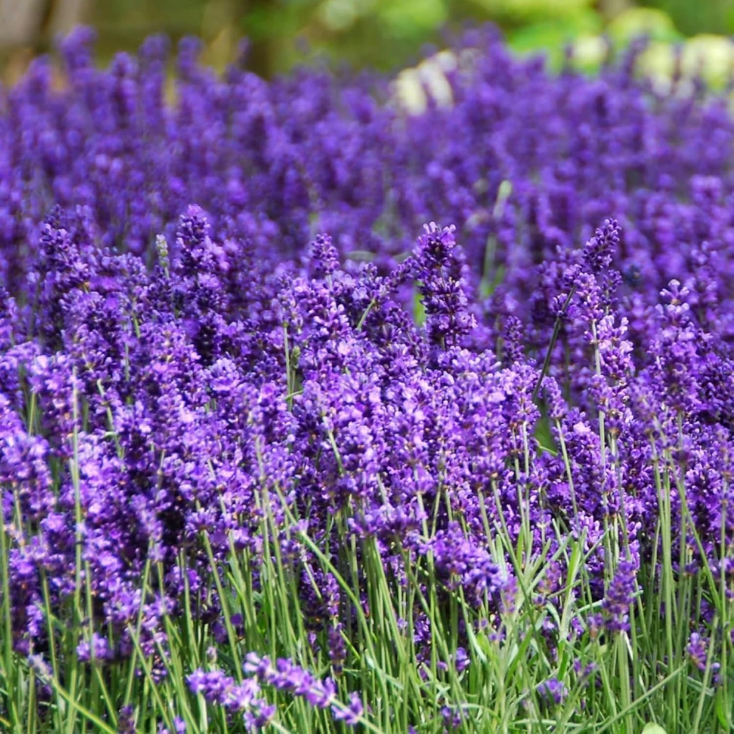 4000 Seeds Lavender Flower Seeds, 90-120 Days to Bloom, Summer Flowering, Drough