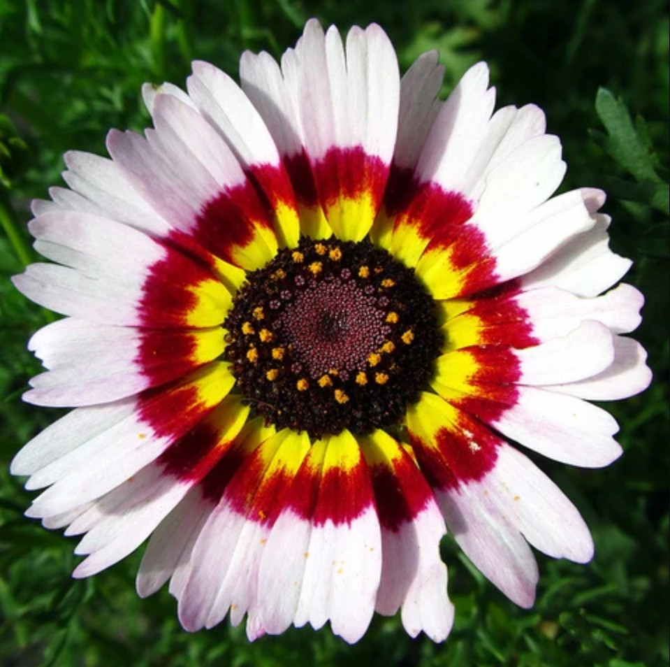 100 Seeds| Painted Daisy Seeds #N008