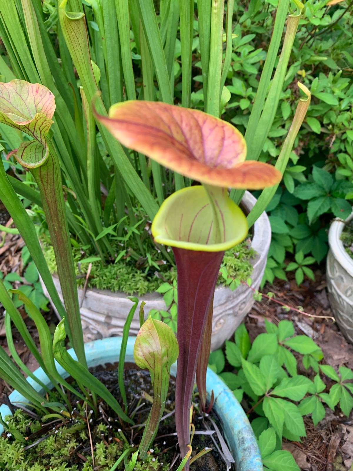 Sarracenia Pitcher Plant Seeds-100+ Maxsea Plant Food