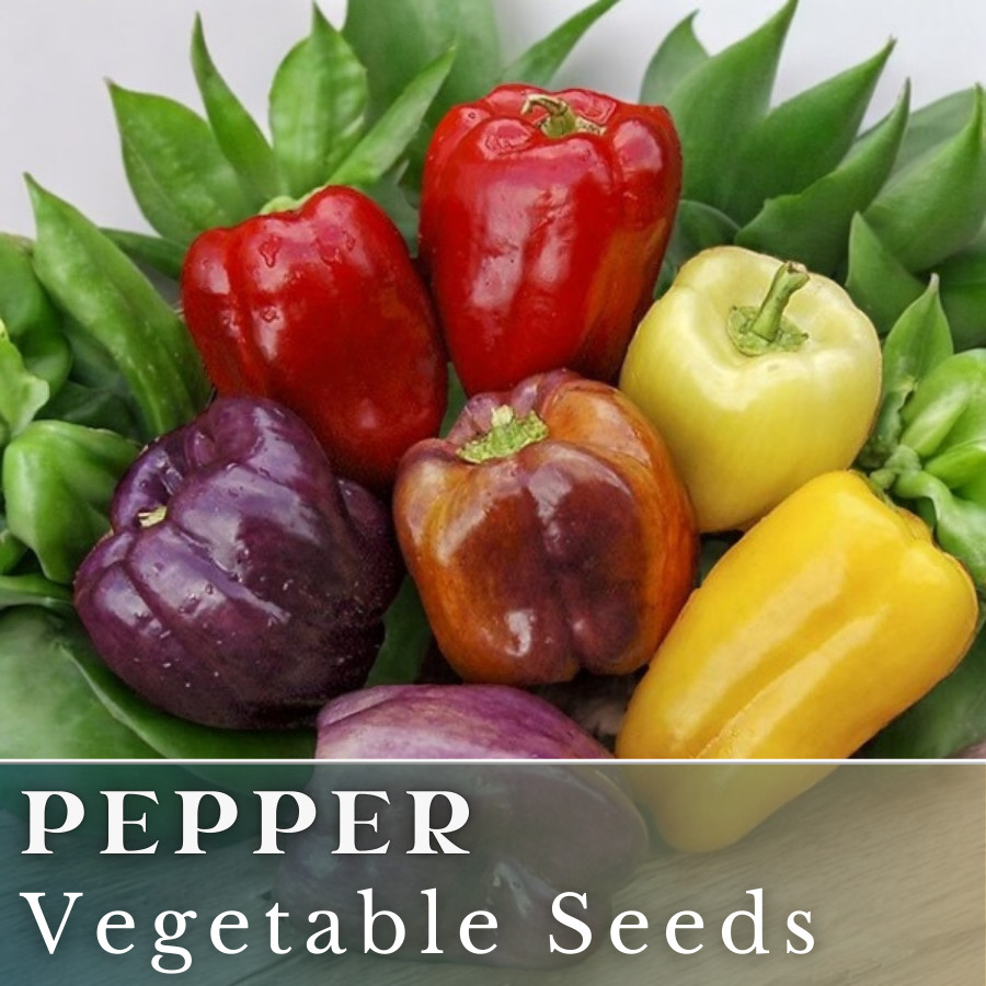 Pepper Vegetable Seeds 45 Seeds Garden Seeds, Non GMO, Bulk Seeds