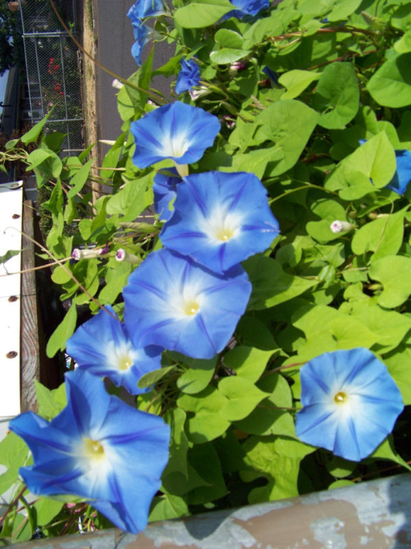 55 SEEDS – morning glory vine, HEAVENLY BLUE – GroCo USA – BUY 15-SHIPS FREE