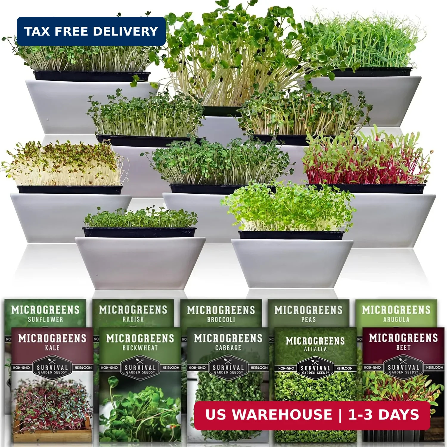 Microgreen Seeds Variety Pack – 10 Heirloom Types for Indoor Sprouting – Broccol