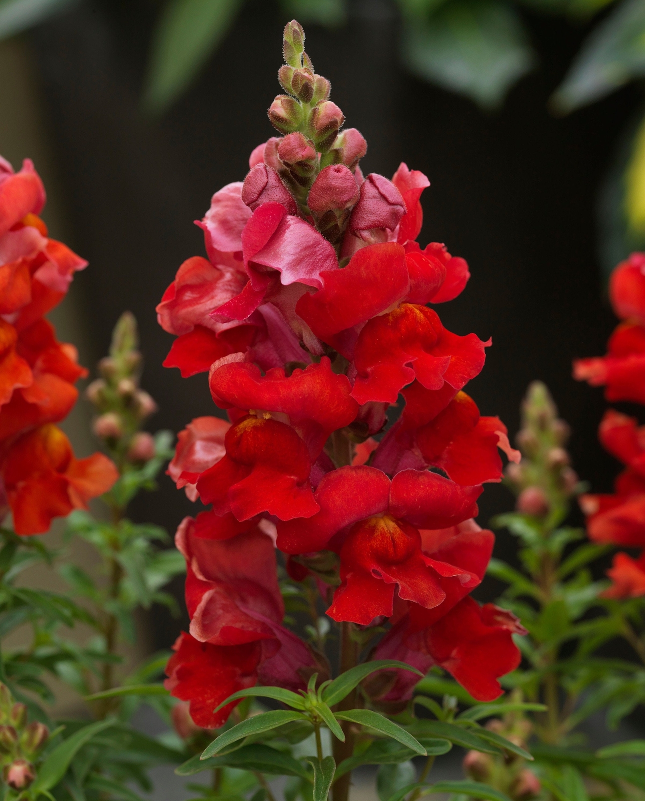 Crimson Red Snapdragon | Striking Color! | Up to 3 feet Tall | 200+ SEEDS