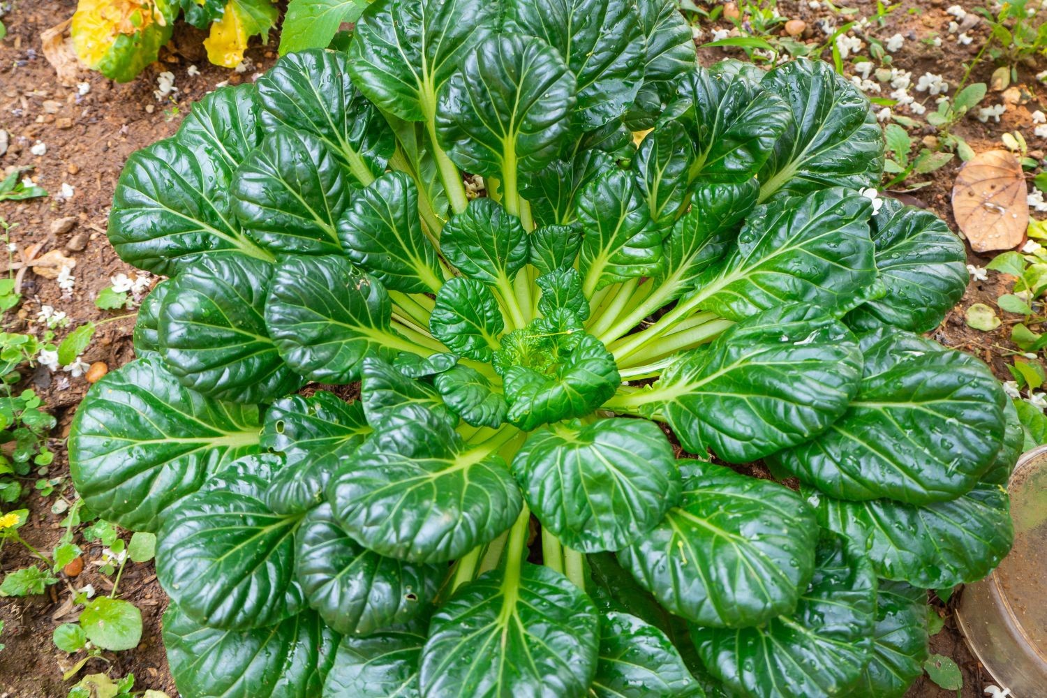 500 TATSOI CHINESE CABBAGE SEEDS ~ heirloomseedguy ~ 2026 ~ NON-GMO