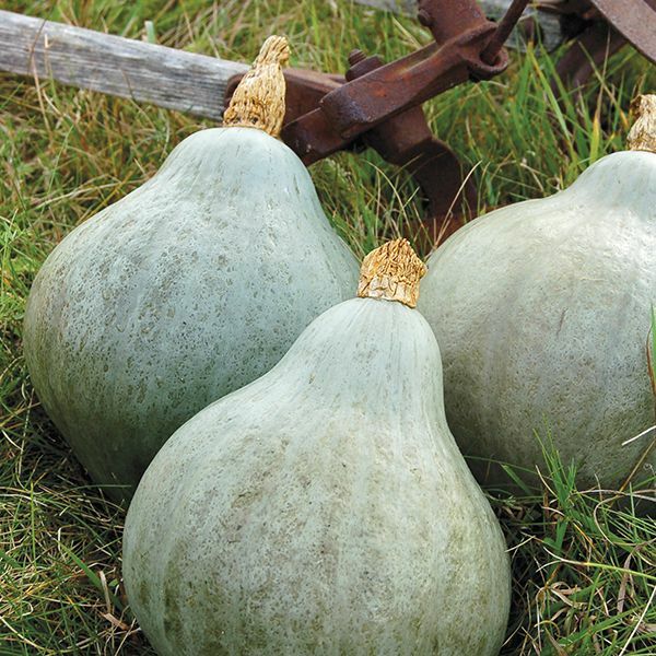 Blue Hubbard Squash Seeds | Non-GMO | Free Shipping | Seed Store | 1118