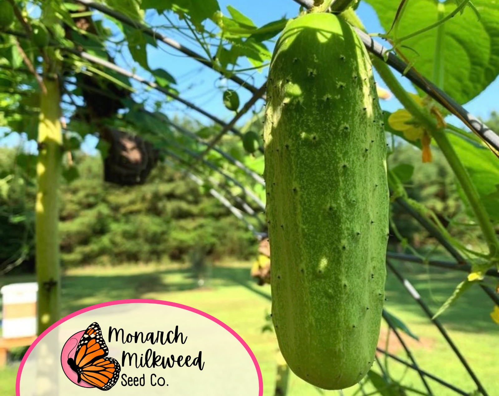 250+ Cucumber Seeds ‘Boston Pickling’ | Heirloom, Non-GMO, Vegetable Gardening