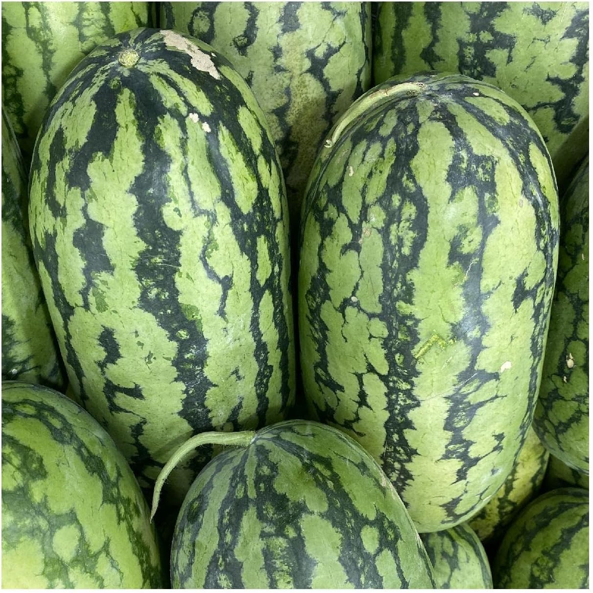– 1/4 Lb Jubilee Watermelon Seeds – Gold Vault