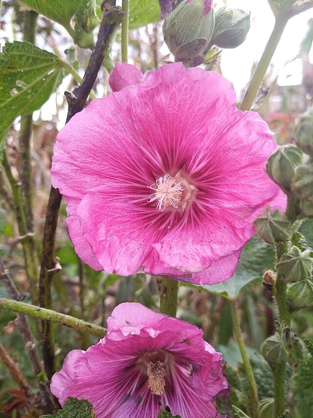 Alcea rosea | Hollyhock | 100 Seeds