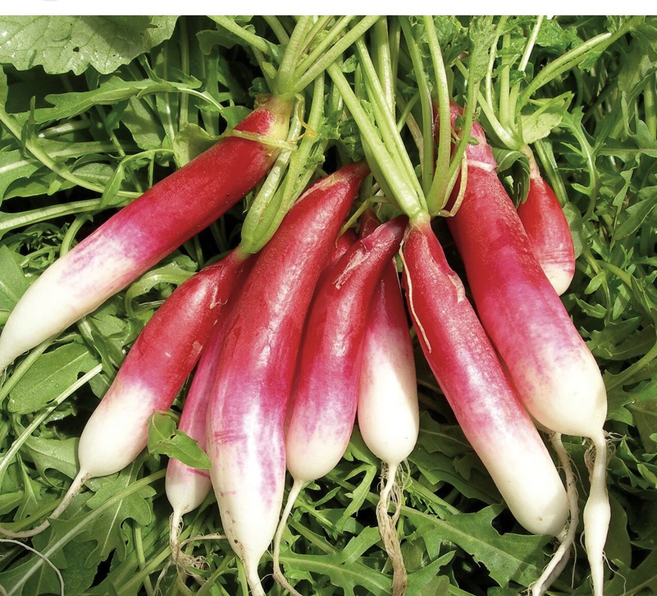 700mg French Breakfast Radish Seeds | 100% Non-GMO | Heirloom | Fresh Seeds