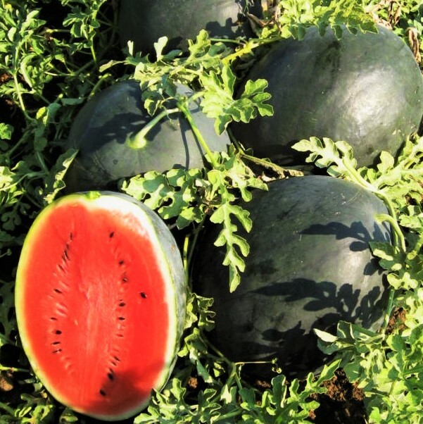 Black Diamond Watermelon Seeds | Sweet Red Crimson Beauty Melon Fruit Seed 2024