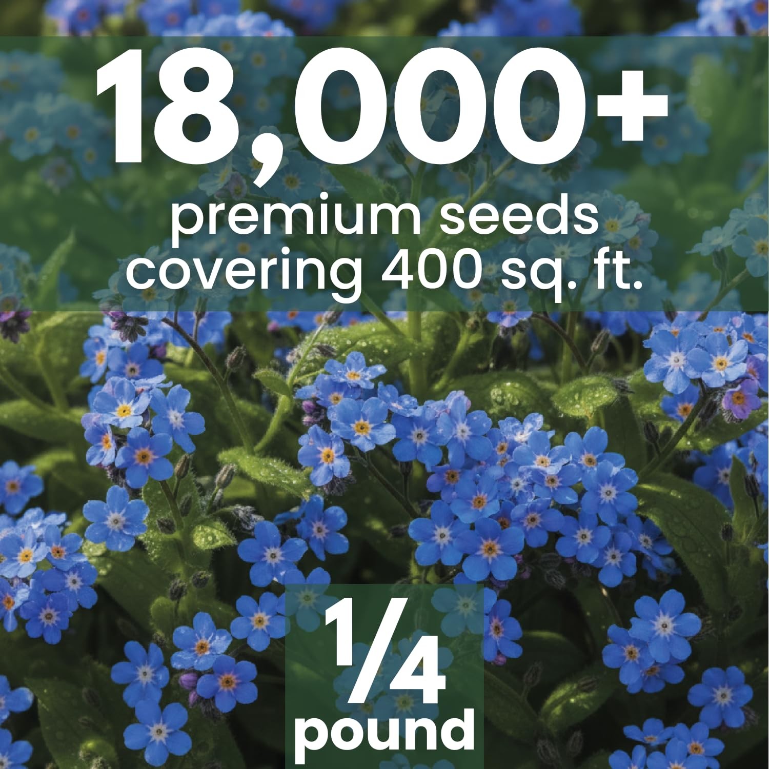 Chinese Forget Me Not Seeds – 18,000 for Planting – 2026 Season – 4 Ounces
