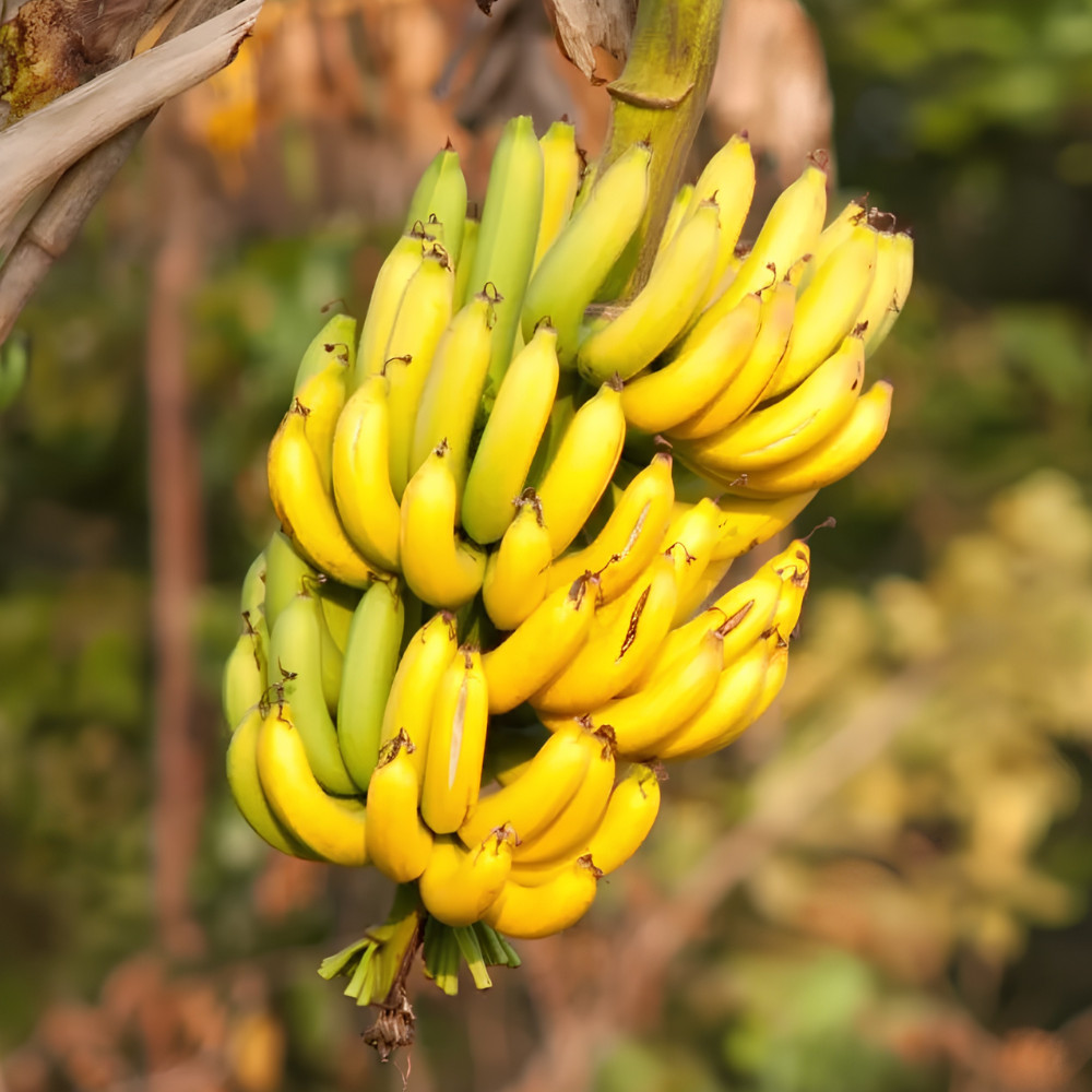 Grand Nain Banana Live Plant 4-6 Inches Tall Rooted Fruiting Musa