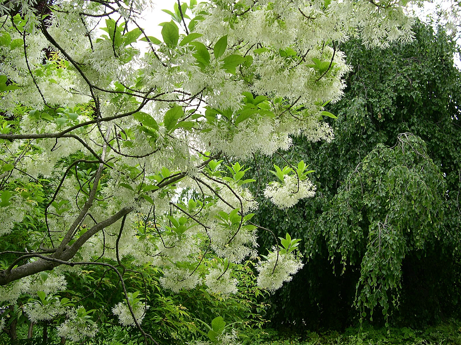 Fringe Tree seeds (Chionanthus virginicus), 5 seeds