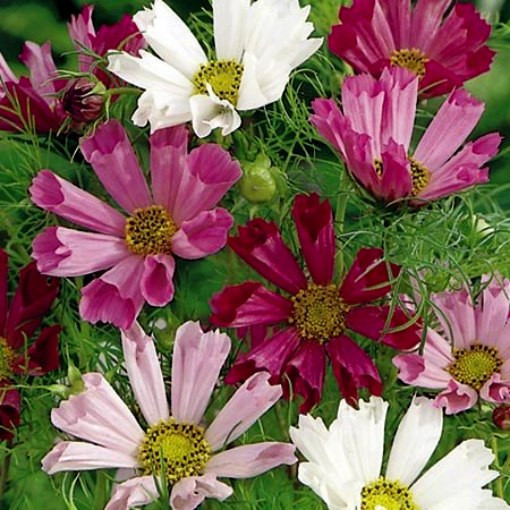 1/4 oz Pink Cosmos Seeds, Seashells, Heirloom Mixed Cosmos, Bulk Seeds 1,125ct