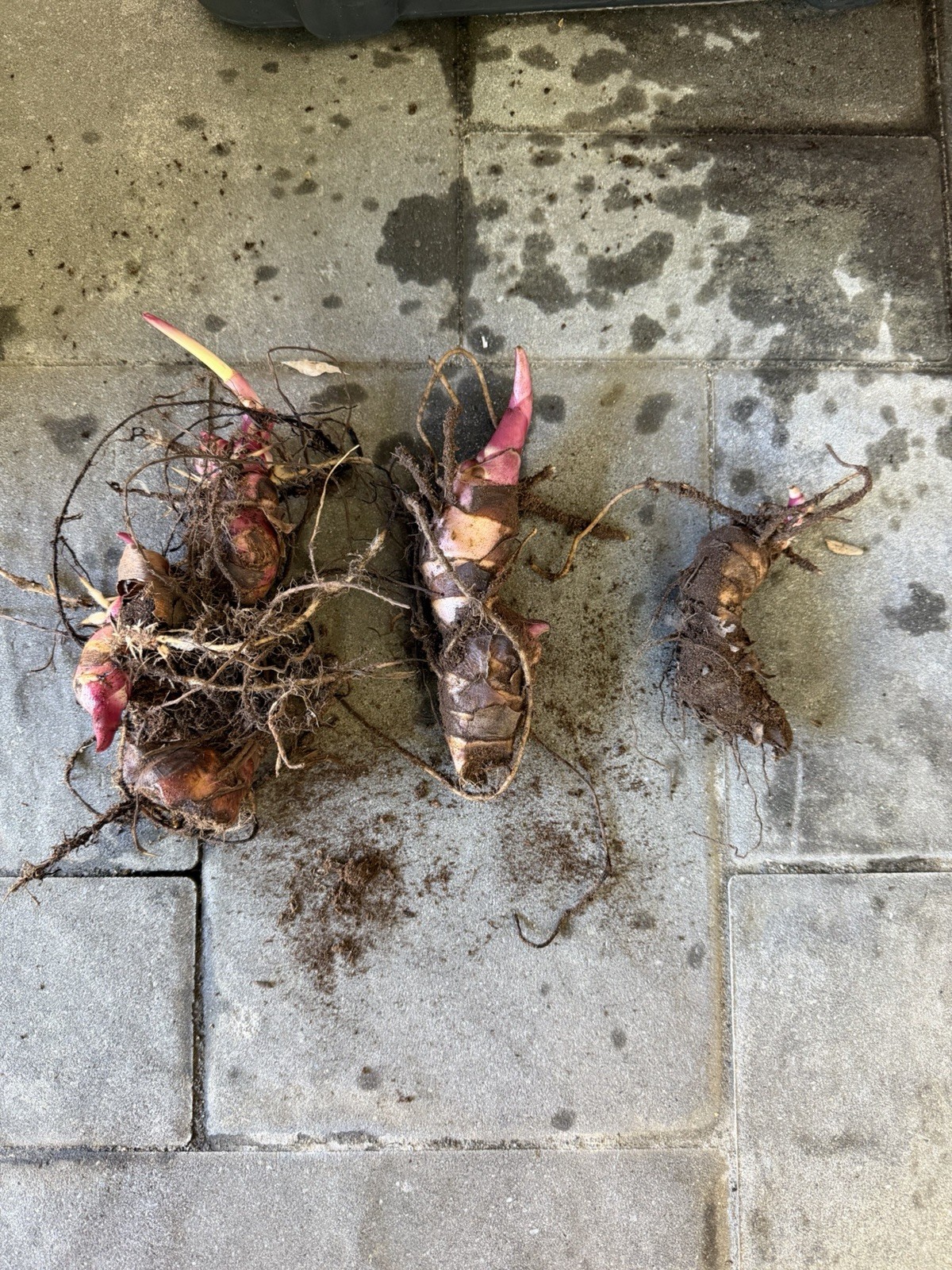 Canna Lily Bulbs Rhizomes, Red, 10-15 Count, 2-3 Lb, 6 Ft Tall