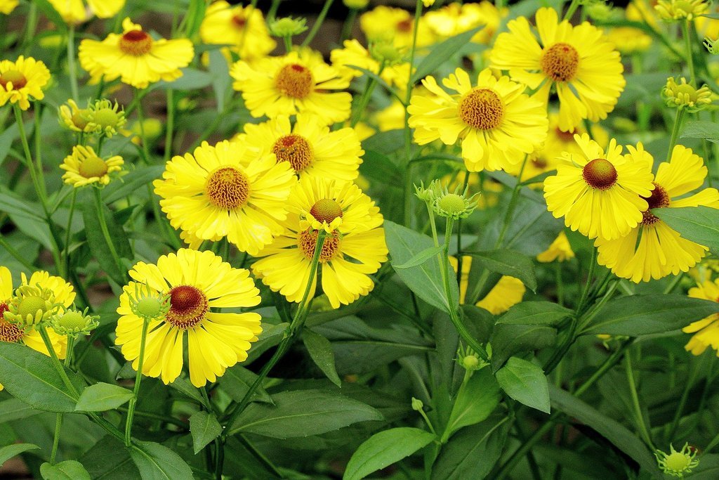 501+AUTUMN SNEEZEWEED Seed Perennial Native Wildflower Summer Garden Container