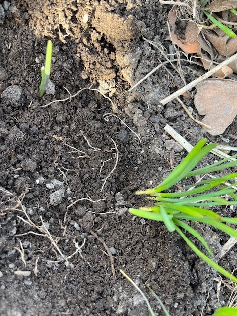 30 Garlic Chive  Roots, Organic, non-GMO