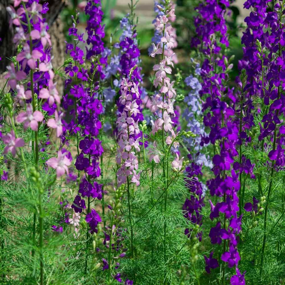 1000 Seeds Delphinium Larkspur Seed Mix For Planting Outdoors | Rocket