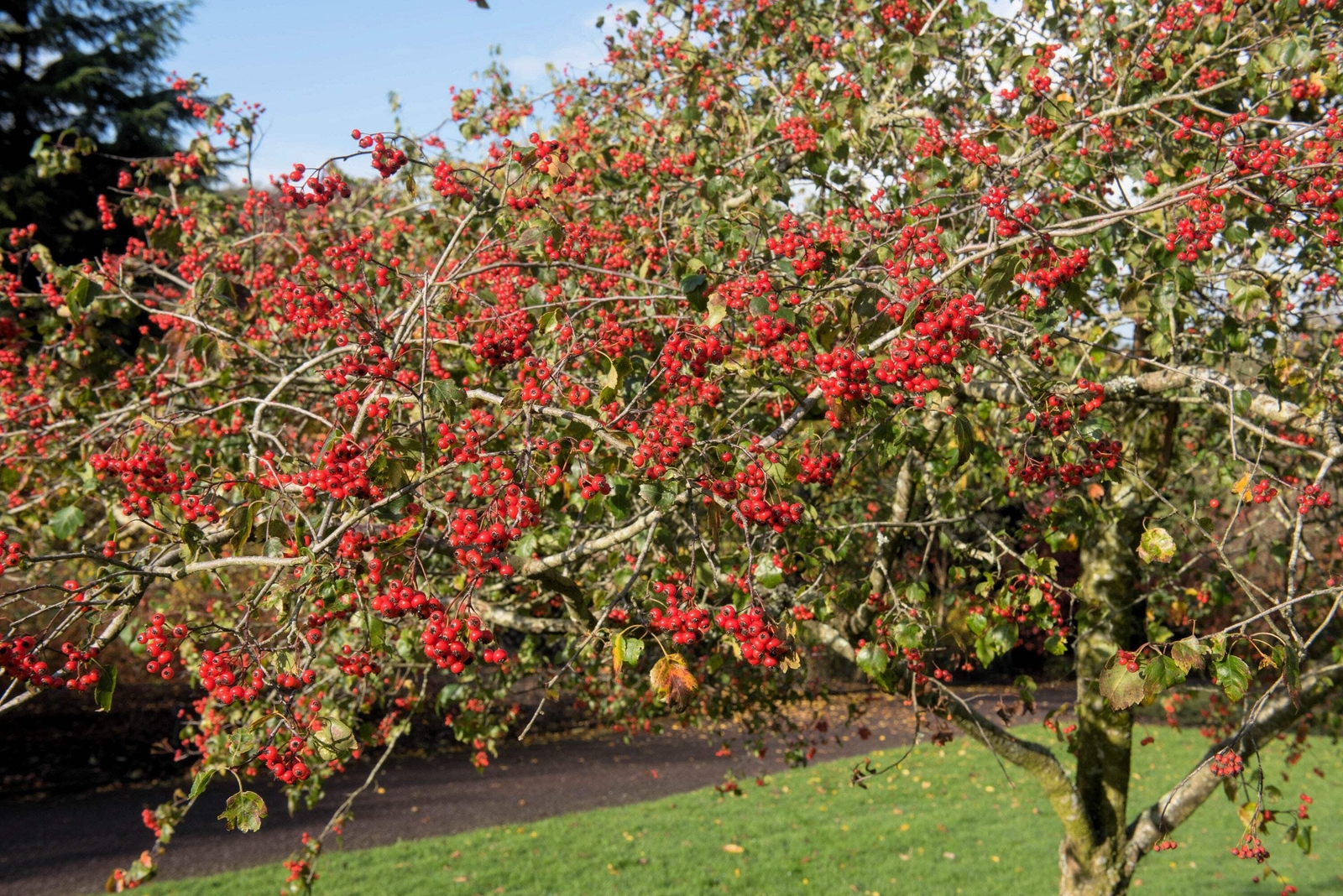 50 WASHINGTON HAWTHORN Crataegus Phaenopyrum Mayflower Shrub Tree Fruit Seeds