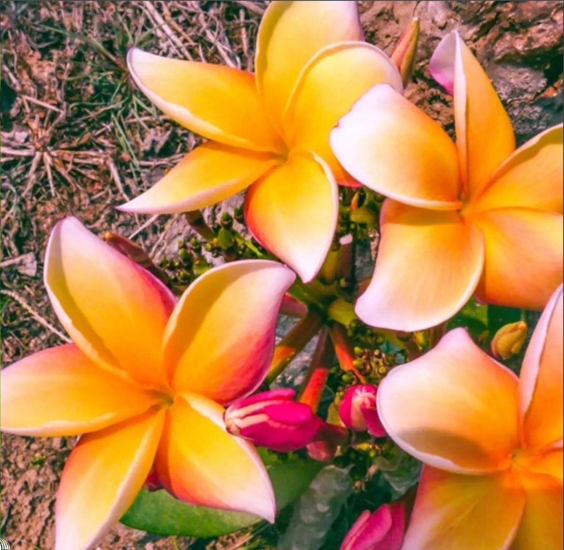5 Orange Pink Plumeria Seeds Perennial Flowers Flower Frangipani US SELLER