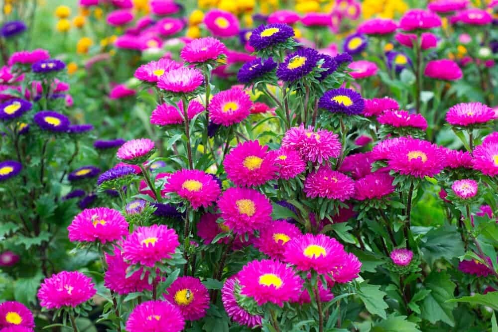 SINGLE MIX ASTER FLOWER SEEDS FREE SHIPPING 50 FRESH SEEDS HOME GARDEN POTS