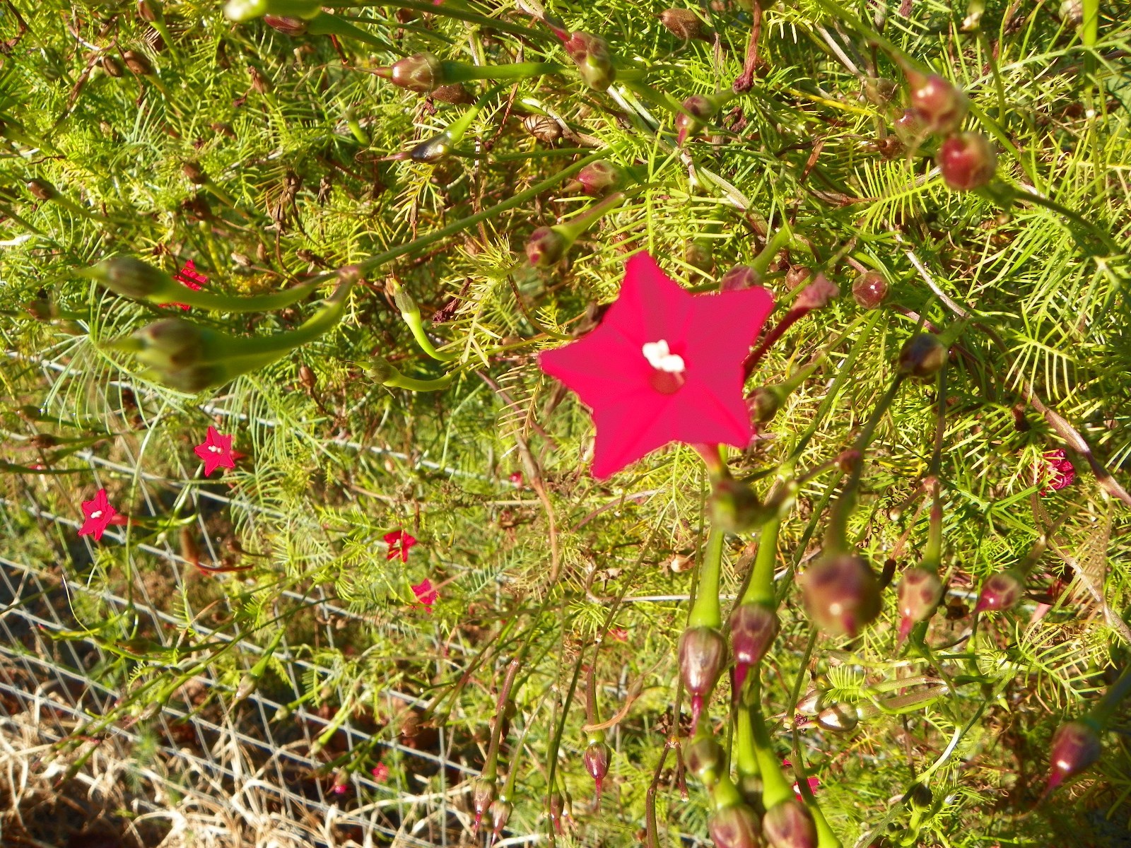 Red Velvet Cypress Vine Ipomoea quamoclit 100 Seeds Hummingbird Attractant