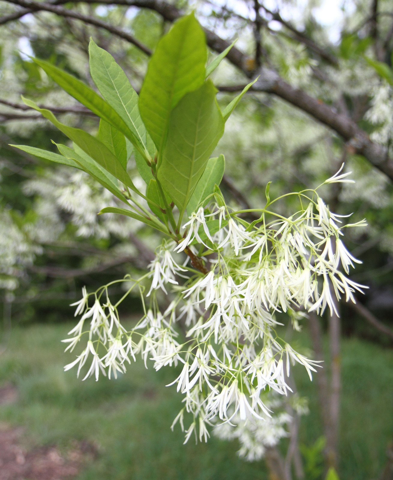 Fringe Tree seeds (Chionanthus virginicus), 5 seeds