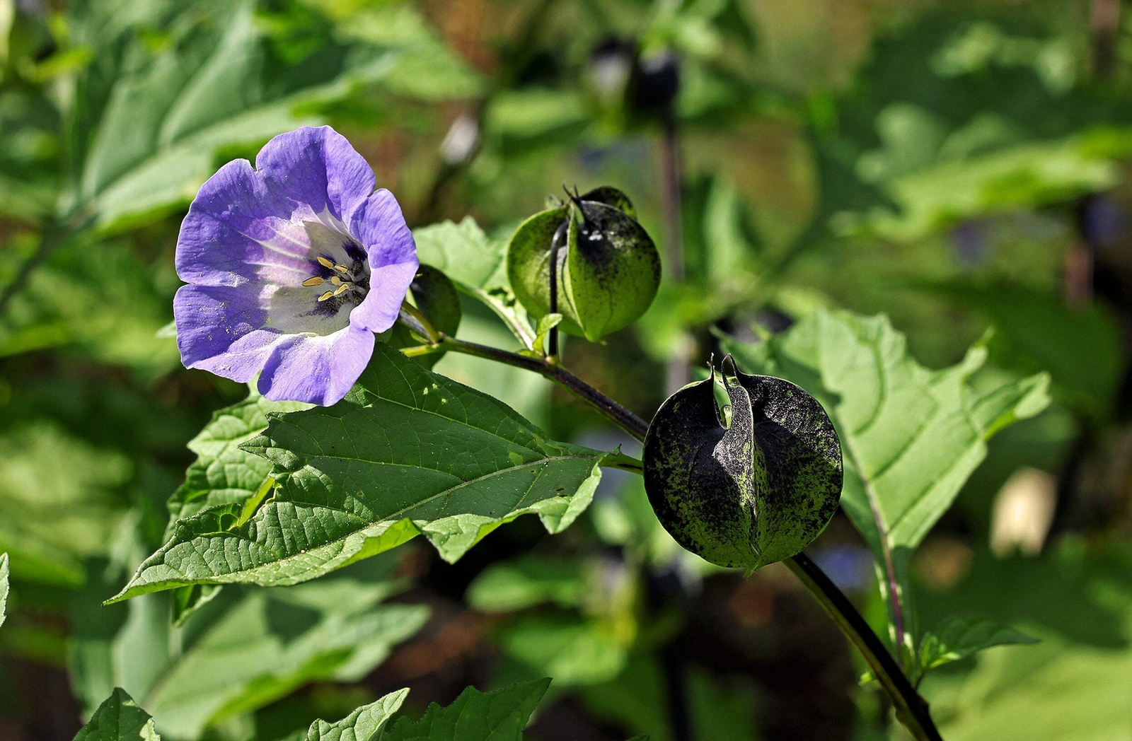 100 APPLE OF PERU Shoofly Plant Nicandra Physalodes Flower Seeds *Comb S/H