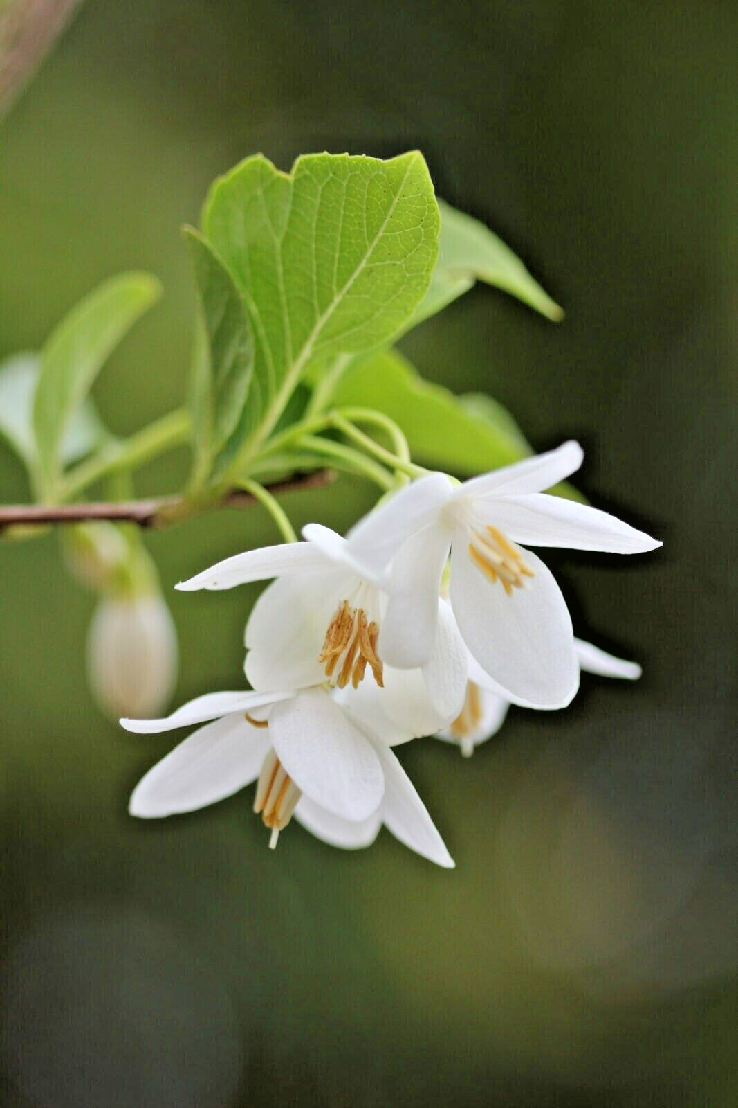 10 SOHUKSAN JAPANESE SNOWBELL SEEDS – Styrax japonicus ‘Sohuksan’
