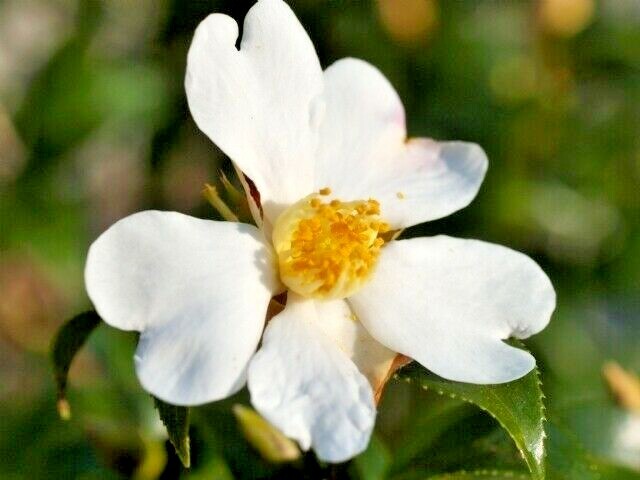 12 CAMELLIA GRIJSII SEEDS