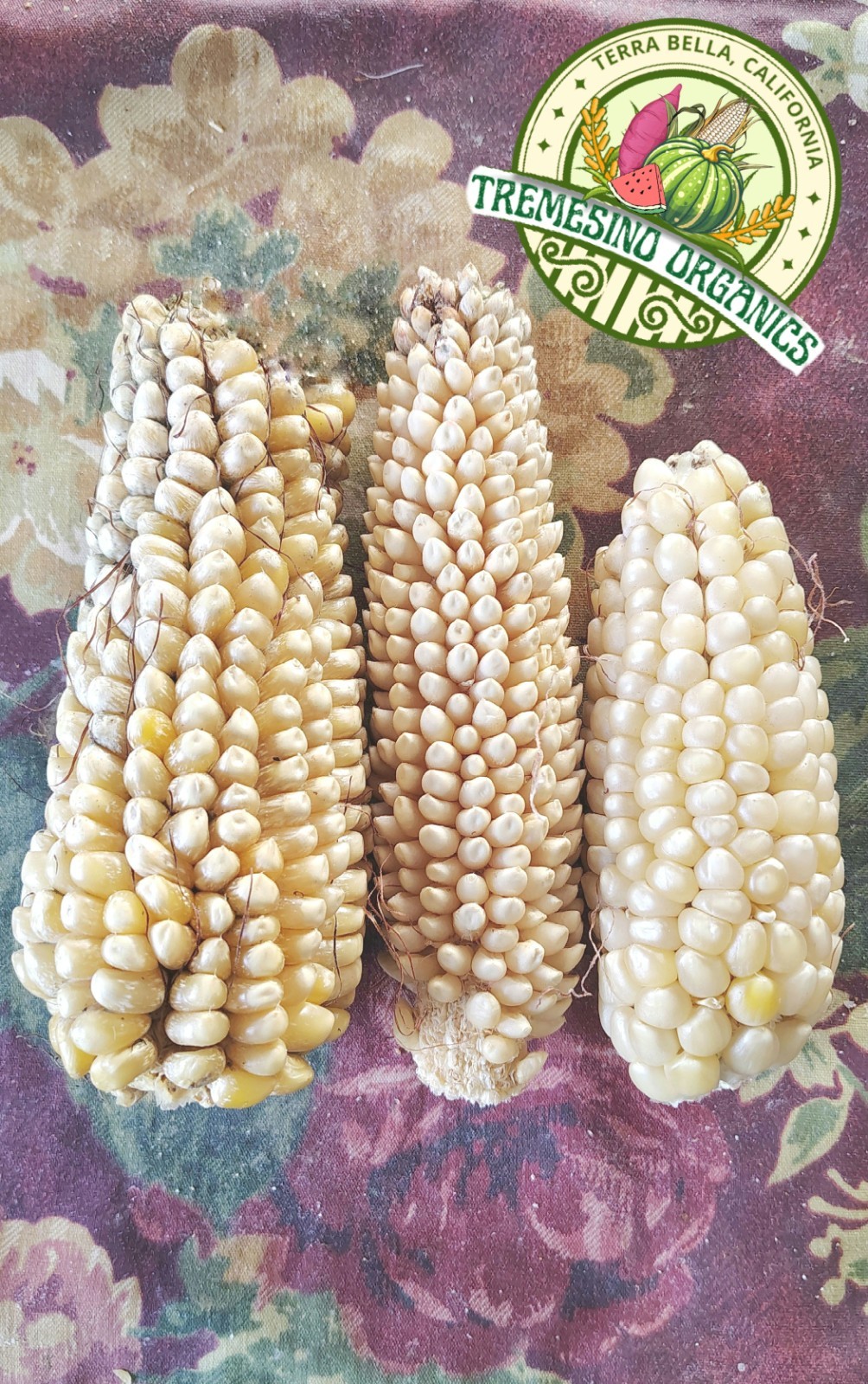 Mexican Conico White Corn 50 Seeds- Maiz Conico Mexicano, 50 Semillas