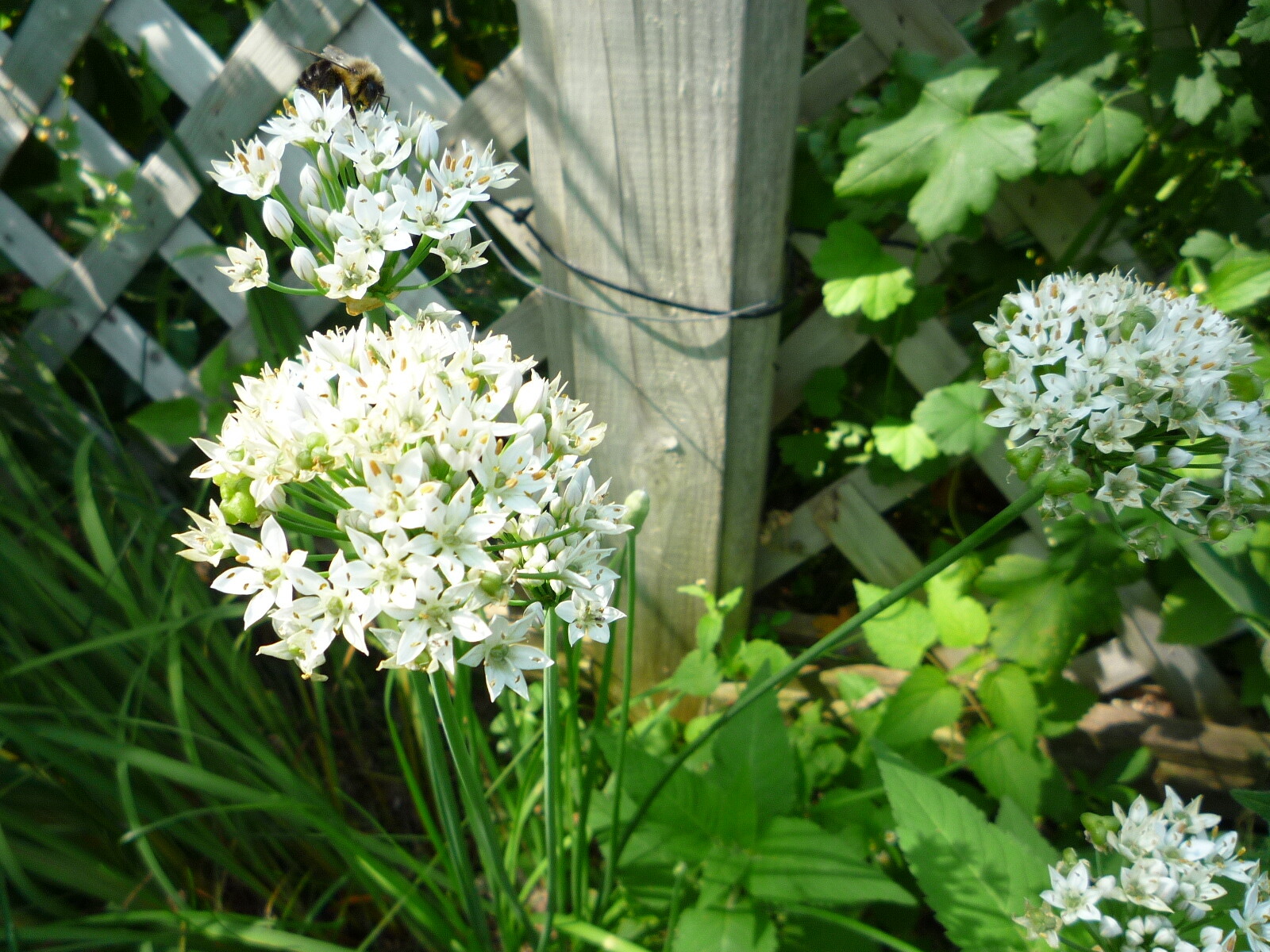 Garlic Chives seeds