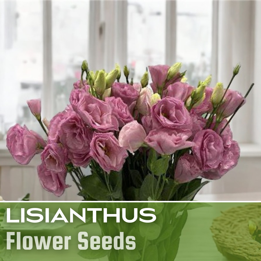 Lisianthus Seeds – 5000 Seeds Garden Bloom Flower Seed Flowers Non Gmo Heirloom