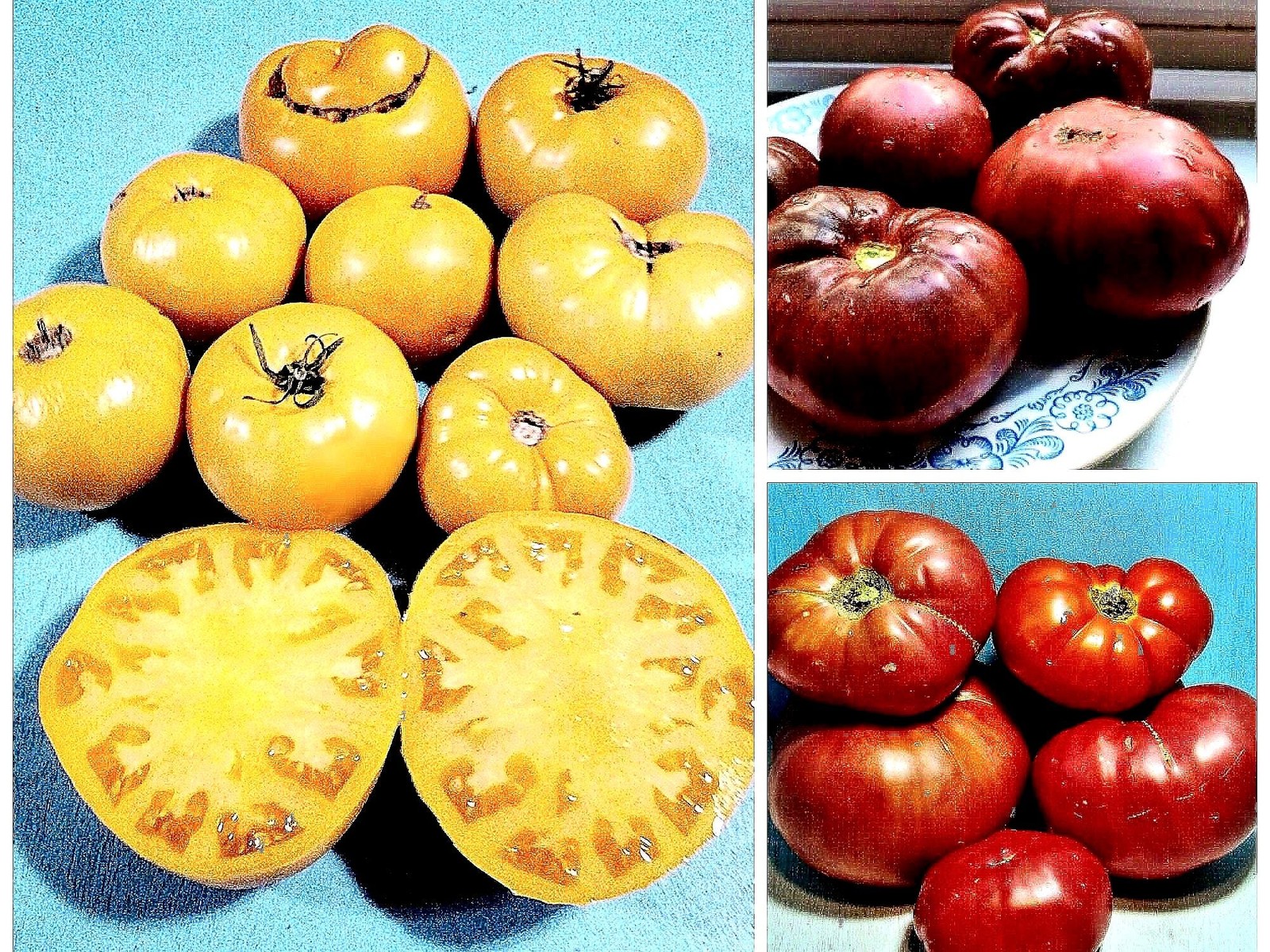 BrandywineTomato, Seed Collection