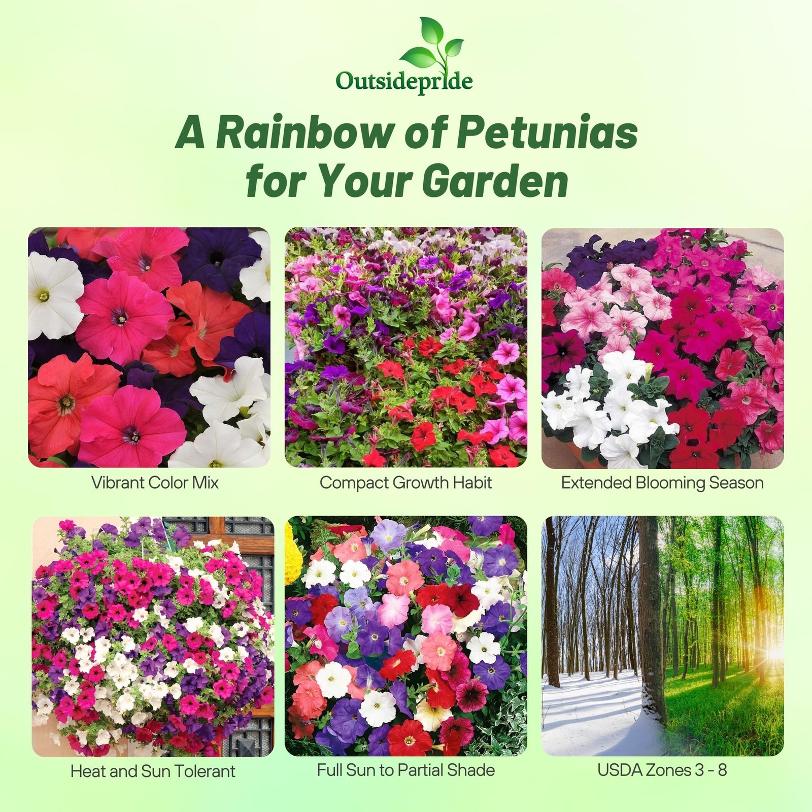 Hybrida Mix Petunia Seeds – 5000 Pcs. Annual, Compact & Versatile Flower Seed…
