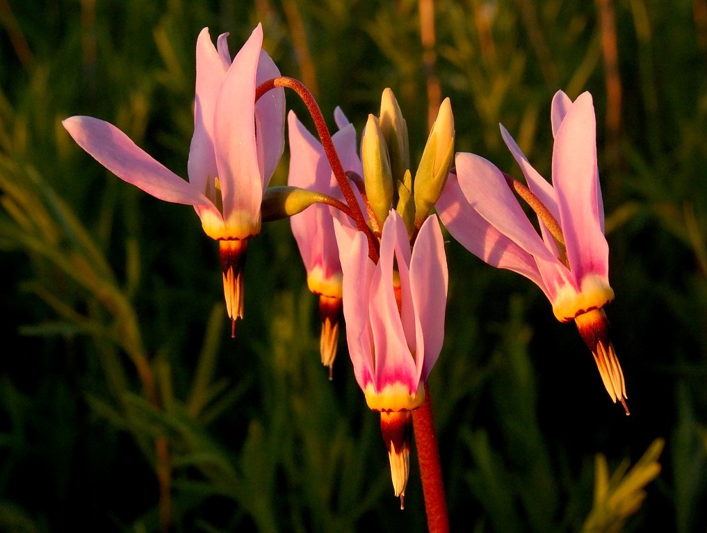 25+ DODECATHEON PURPLE ,PINK AND WHITE FLOWER SEEDS MIX / SHADE PERENNIAL