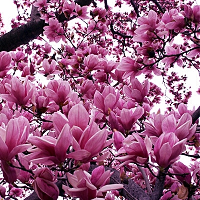 Magnolia Liliiflora Shrub Bush Seeds, Mulan Tulip Lily Flower Magnolia, USA
