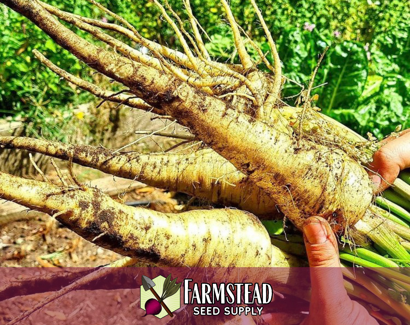 700+ Parsnip Seeds [Harris Model] Vegetable Gardening Seed, Heirloom, Non-GMO