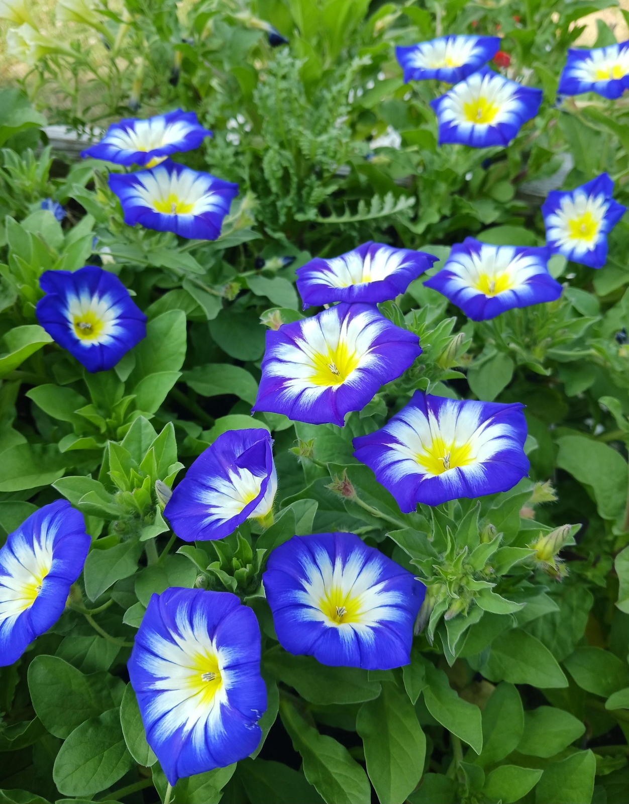 Blue Flash Dwarf Morning Glory | Convolvulus tricolor | 30 SEEDS