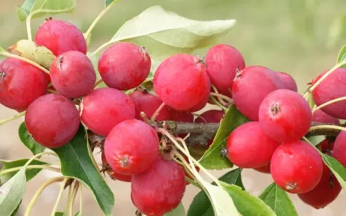 25+ Dolgo (Pink Glow) Crabapple Seeds for Garden Planting – USA – FREE SHIPPING!