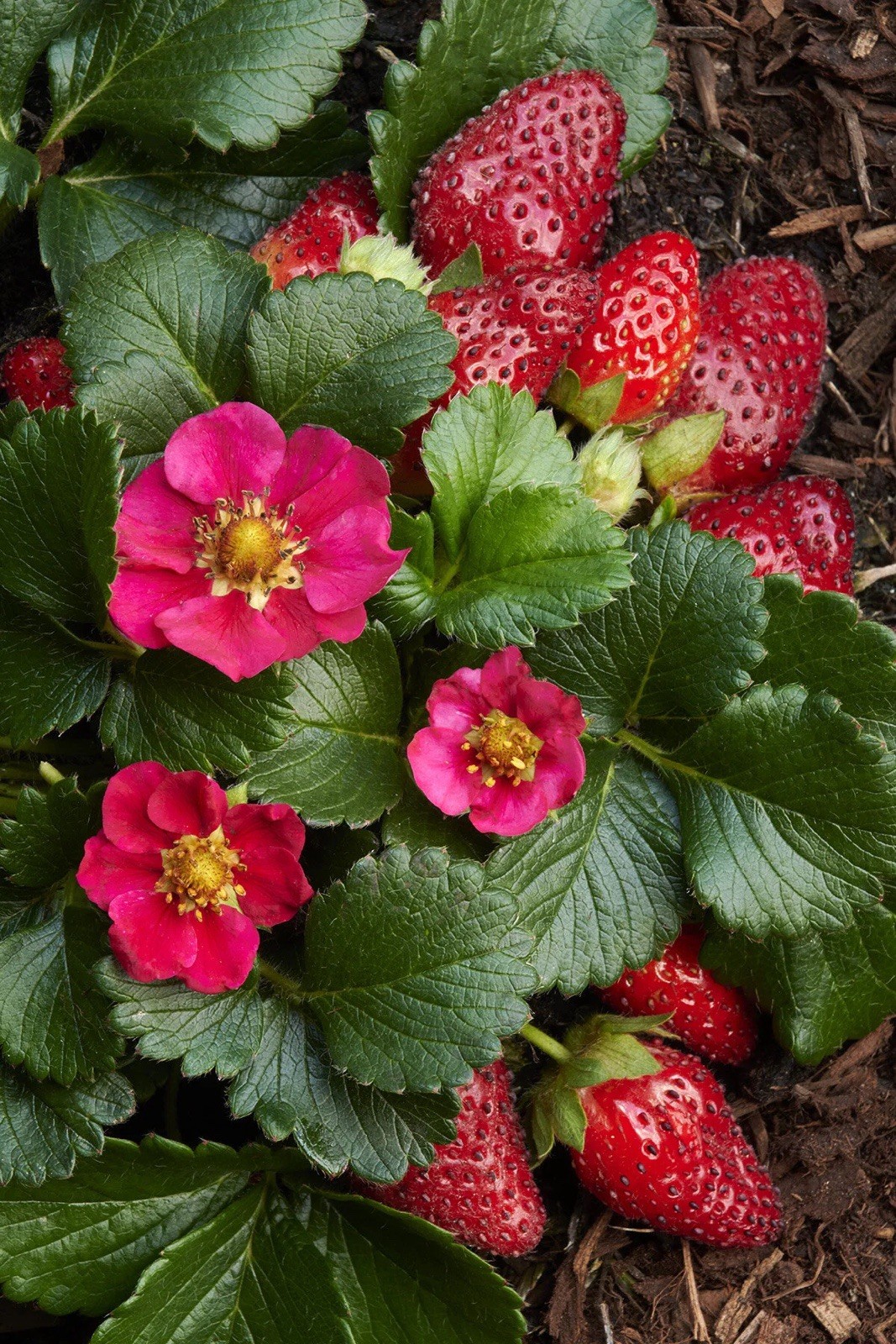 222+ Toscana Strawberry Rare Seeds Pink Flowered Freshly Harvested June 2026
