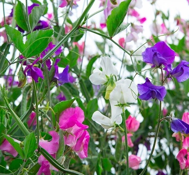Sweet Pea Royal Family Mix – 30 seeds – fragrant climber vine trailing Lathyrus